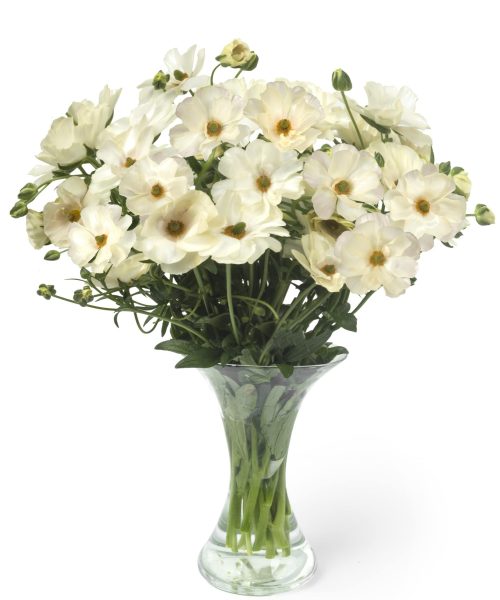 Ranunculus Butterfly Keramos 01-min