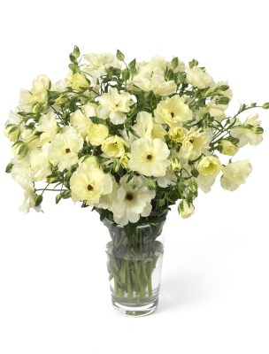 Ranunculus Butterfly Litai 01