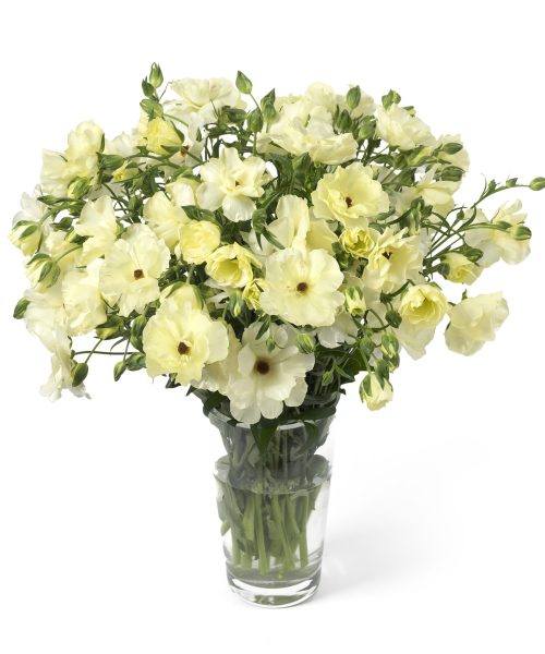 Ranunculus Butterfly Litai 01