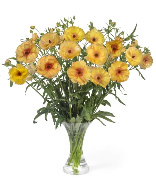 Ranunculus Butterfly Lotis 01