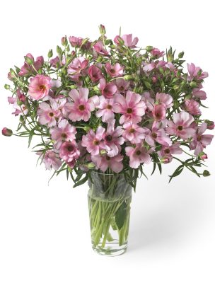 Ranunculus Butterfly Lycia 01