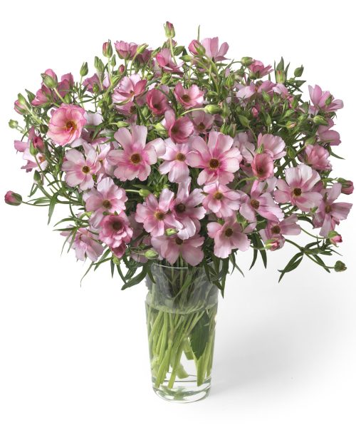 Ranunculus Butterfly Lycia 01