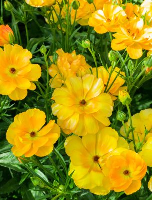 Yellow Ranunculus flowers