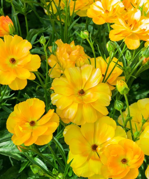 Yellow Ranunculus flowers