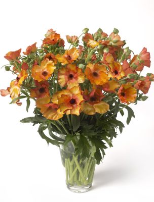 A vase with orange Ranunculus