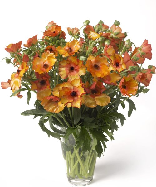 A vase with orange Ranunculus