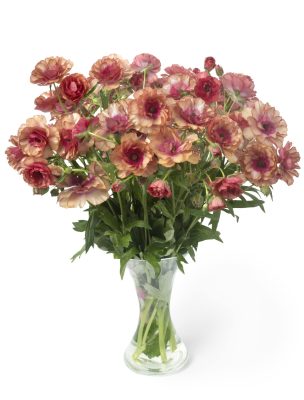 A Vase with red Ranunculus