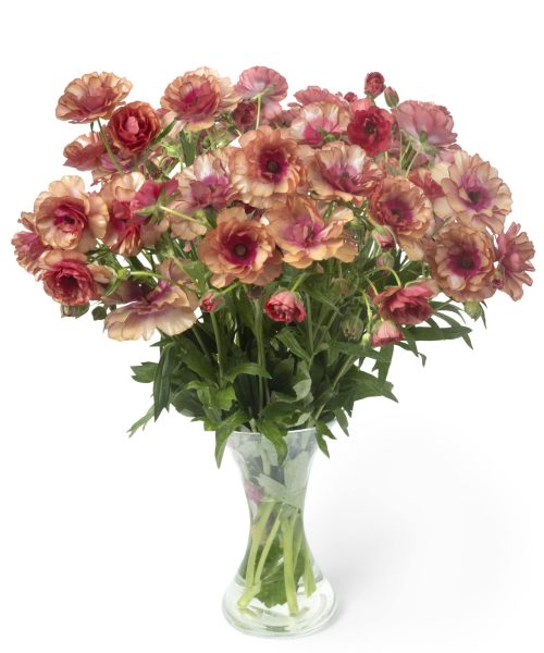 A Vase with red Ranunculus