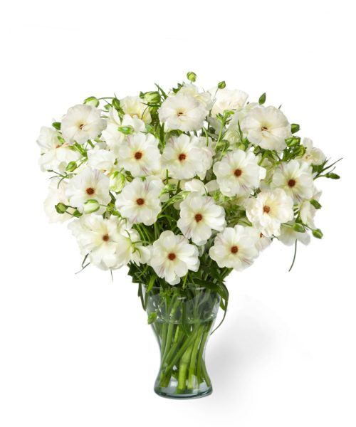 White Ranunculus in a vase
