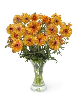 Orange Ranunculus in a vase