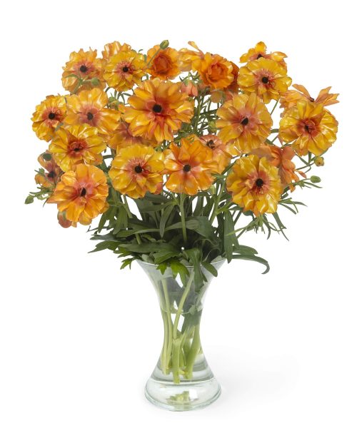Orange Ranunculus in a vase