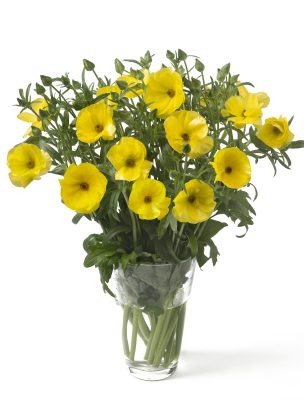 A vase f yellow Ranuncu