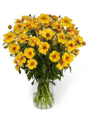Yellow Ranunculus in a vase