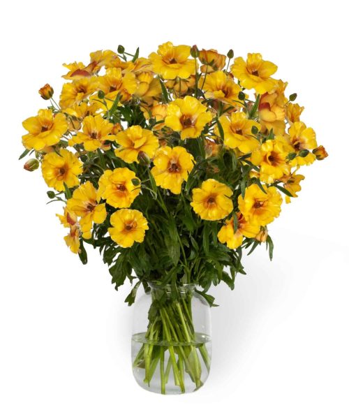 Yellow Ranunculus in a vase