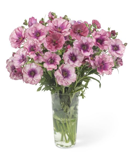 Purple Ranunculus in a vase