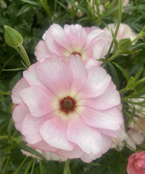 Ranunculus Butterfly™ Venus®