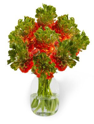 Ranunculus Romance™ Crown Nervion®