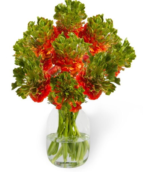 Ranunculus Romance™ Crown Nervion®