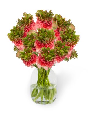 Ranunculus Romance™ Crown Sisteron®