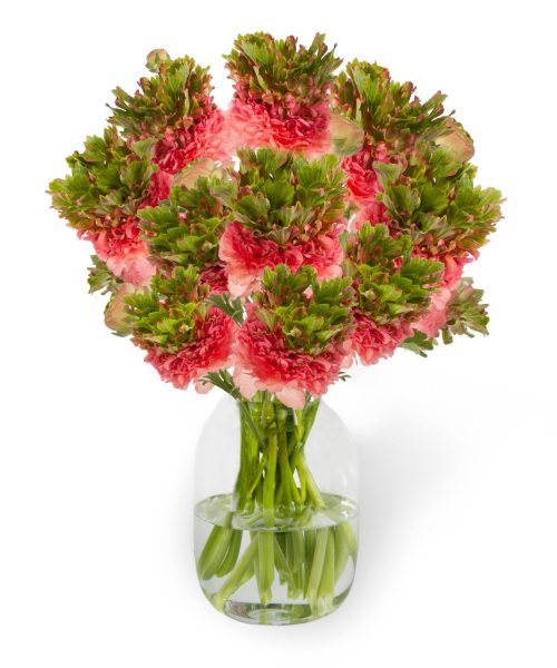 Ranunculus Romance™ Crown Sisteron®