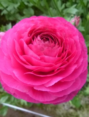 Ranunculus Romance™ Etretat® pink flower