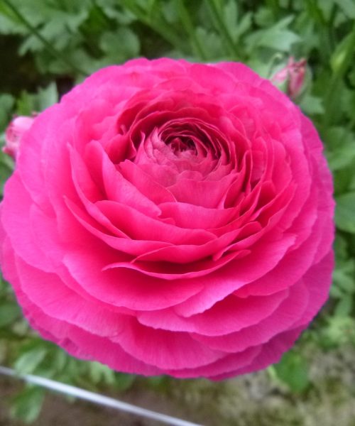Ranunculus Romance™ Etretat® pink flower