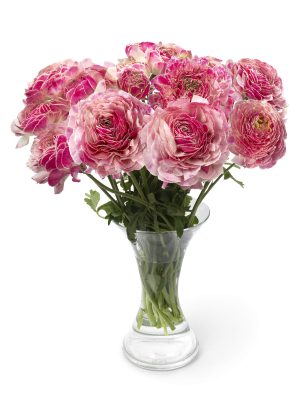 Ranunculus Koyfish Marquerittes®