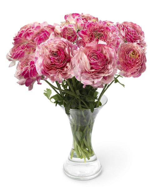 Ranunculus Koyfish Marquerittes®