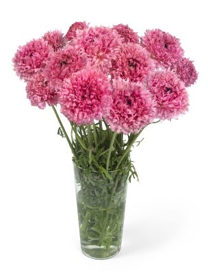 Ranunculus Poodle Ramlia®