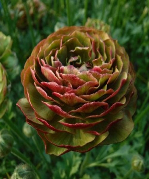 Ranunculus Brushmark St. Emilion®