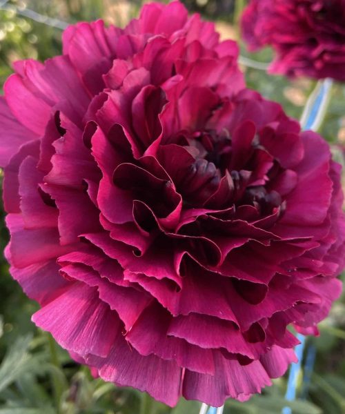 Ranunculus Brushmark Braga®