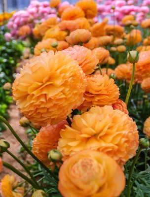 Orange Ranunculus Romance in a greenhouse