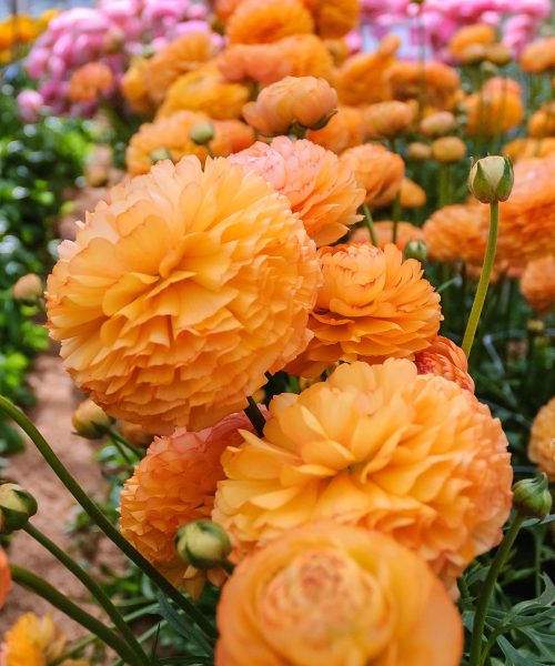 Orange Ranunculus Romance in a greenhouse