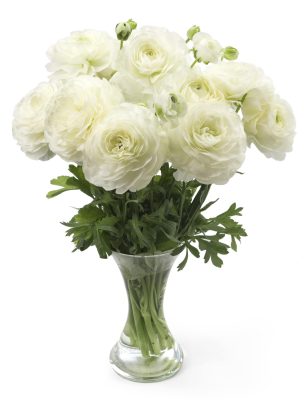 White Ranunculus Romance in a vase