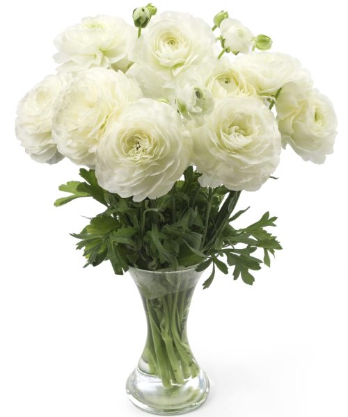 White Ranunculus Romance in a vase