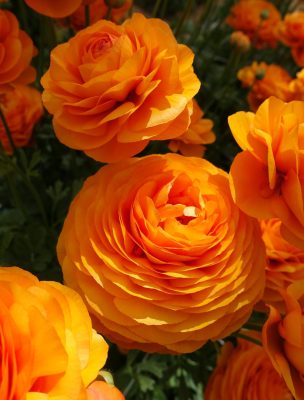 Orange Ranunculus in a green house