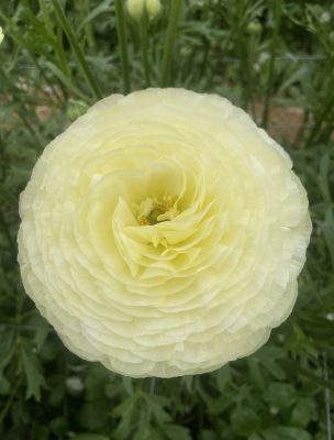 Leomon yellow Ranunculus in a green house