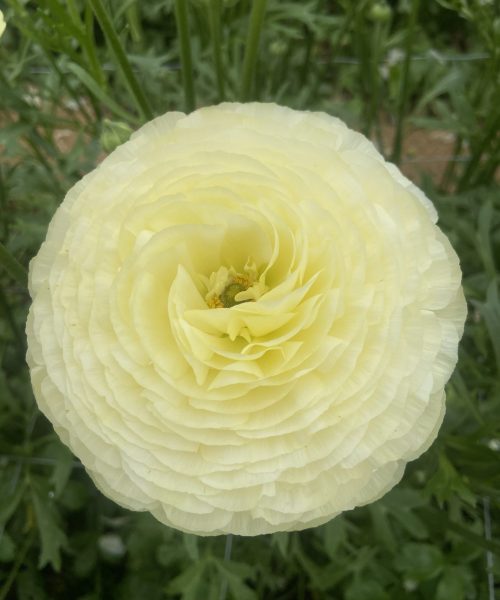 Leomon yellow Ranunculus in a green house