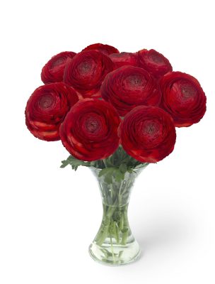 Red flower Ranunculus Romance™ Get Lucky®