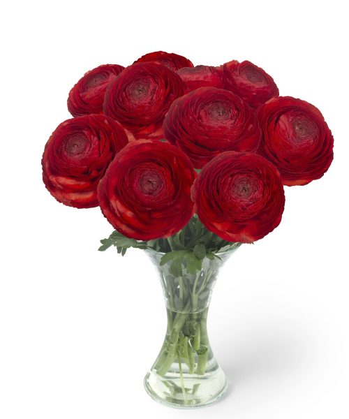 Red flower Ranunculus Romance™ Get Lucky®