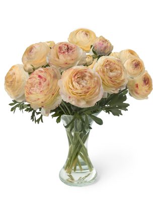 Creme flower Ranunculus Romance™ Hydra®