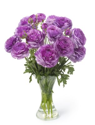 Purple flower Ranunculus Romance™ Loubeyres®