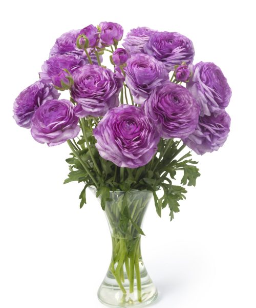 Purple flower Ranunculus Romance™ Loubeyres®