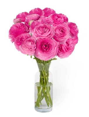 Pink flower Ranunculus Romance™ Louise®