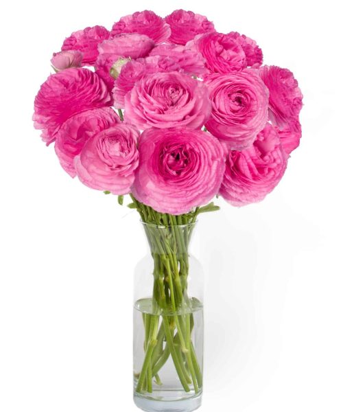 Pink flower Ranunculus Romance™ Louise®