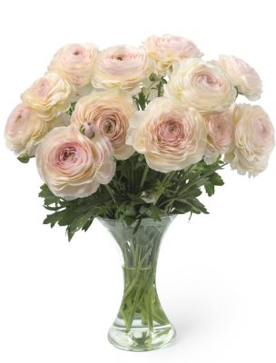 Pink flower Ranunculus Romance™ Maritime®