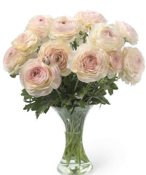 Pink flower Ranunculus Romance™ Maritime®