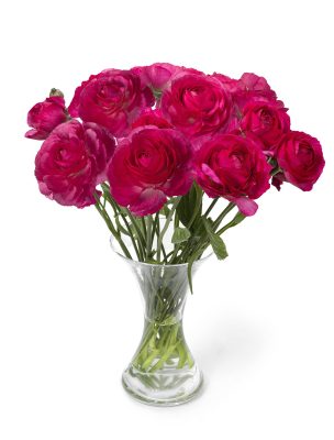 Pink flower Ranunculus Romance™ Mercury®
