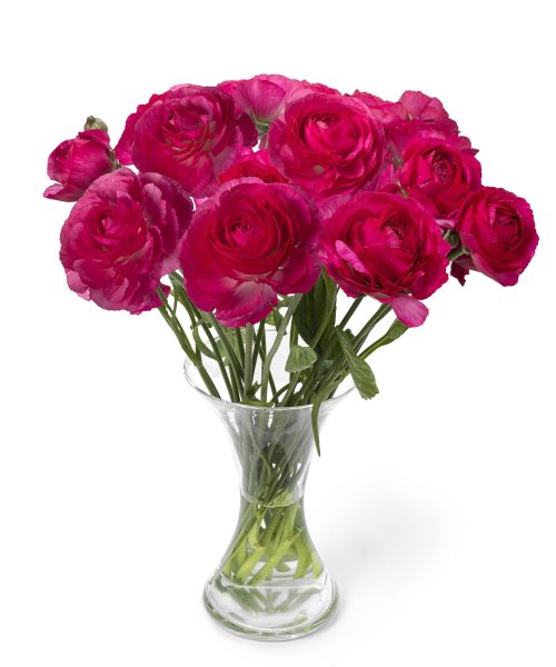 Pink flower Ranunculus Romance™ Mercury®