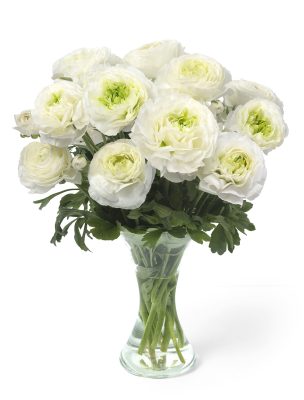 White flower Ranunculus Romance™ Montenvers®